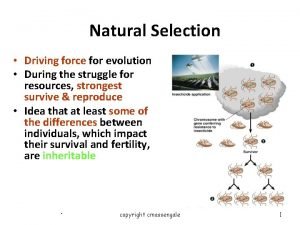 What process is the driving force behind evolution