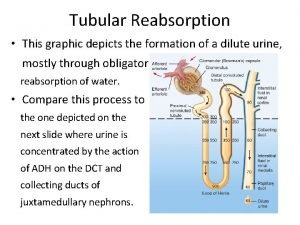 Where is water reabsorbed in the nephron