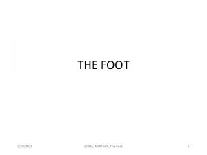 Digits of the foot