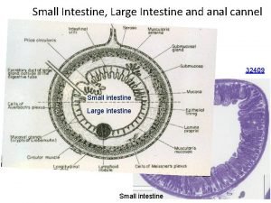 Small Intestine Large Intestine and anal cannel 32409