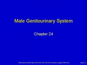 Male Genitourinary System Chapter 24 Elsevier items and