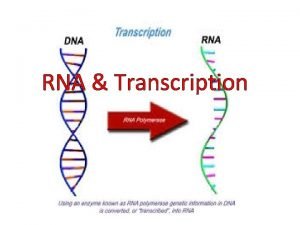 Explain rna