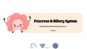 Pancreas Biliary System Gastrointestinal blockAnatomyLecture 4 Editing file