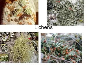 Lichen are the association of