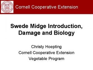 Cornell Cooperative Extension Swede Midge Introduction Damage and