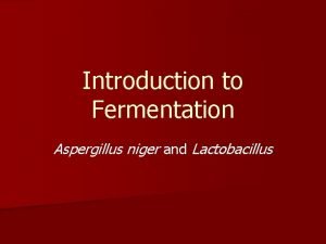 Introduction to Fermentation Aspergillus niger and Lactobacillus Introduction