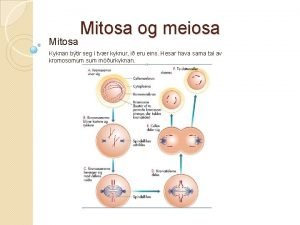 Mitosa og meiosa Kyknan btir seg tvr kyknur