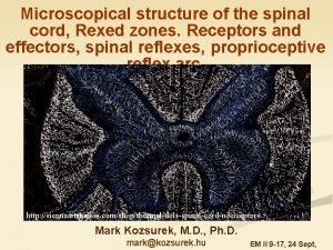 Microscopical structure of the spinal cord Rexed zones