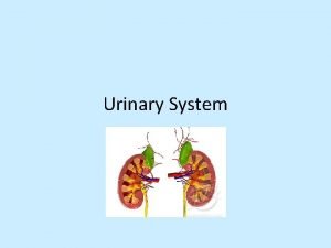Urinary system pathway