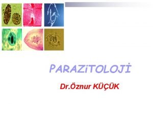 PARAZi TOLOJ Dr znur KK n n Parazit