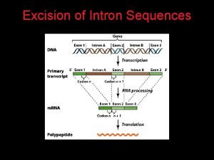 Excision of Intron Sequences Splicing 4 Removal of