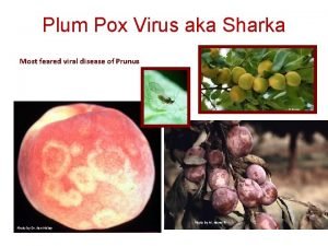 Plum Pox Virus aka Sharka Most feared viral