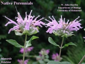 Native Perennials Monarda fistulosa W John Hayden Department