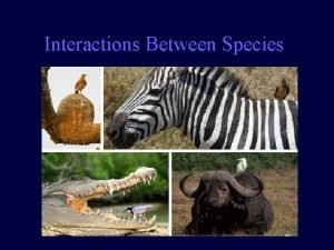 Interactions Between Species Engage Symbiotic Circle Explore Clip