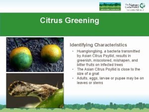 Citrus Greening Identifying Characteristics Huanglongbing a bacteria transmitted