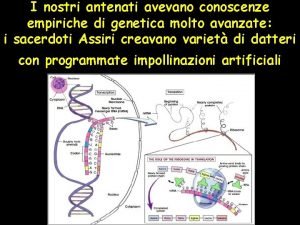 I nostri antenati avevano conoscenze empiriche di genetica