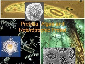 Protista Algae and Heterotrophic Protist Protista Algae and