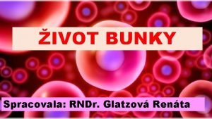 IVOT BUNKY Spracovala RNDr Glatzov Renta Bunka pln