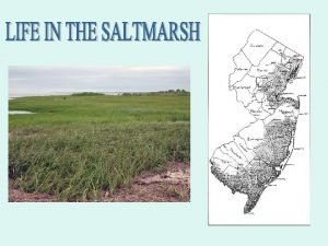 The meandering creeks in salt marshes are easiest
