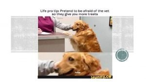 Dogs breeed