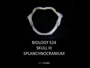 BIOLOGY 524 SKULL III SPLANCHNOCRANIUM S S Sumida