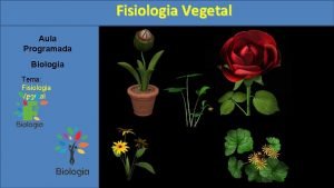 Fisiologia Vegetal Aula Programada Biologia Tema Fisiologia Vegetal