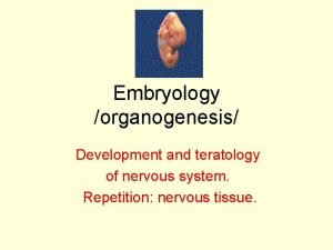 Embryology organogenesis Development and teratology of nervous system