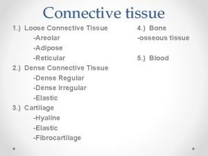 Connective tissue 1 Loose Connective Tissue Areolar Adipose