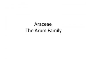 Araceae family characteristics