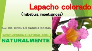 Lapacho colorado Tabebuia impetiginosa Por DR HERNN CANDIA