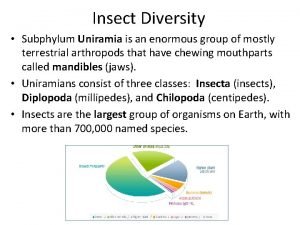 Insect Diversity Subphylum Uniramia is an enormous group