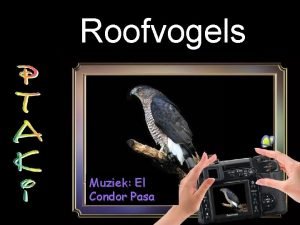 Roofvogels Muziek El Condor Pasa Condor Koningsgier Sarcoramphus