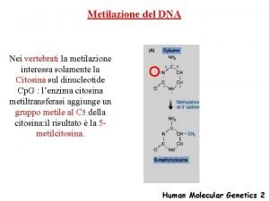 Metilazione del DNA Nei vertebrati la metilazione interessa