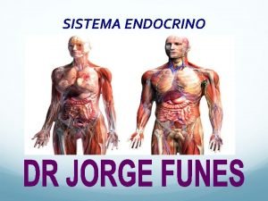 SISTEMA ENDOCRINO SISTEMA ENDOCRINO El sistema endocrino es