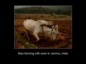 Man farming with oxen in Jammu India Horse