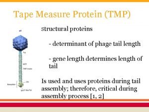 Tape measure protein