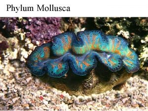 Phylum Mollusca Molluscan diversity Adapted from Lesser Known