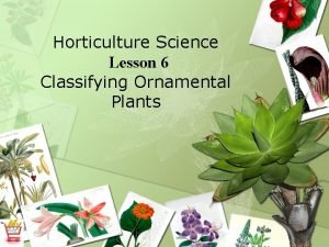 Horticulture Science Lesson 6 Classifying Ornamental Plants Interest