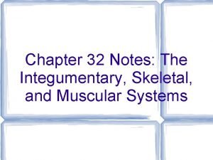 Chapter 32 Notes The Integumentary Skeletal and Muscular