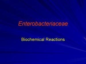 Enterobacteriaceae Biochemical Reactions IMVi C Test Indole Methyl