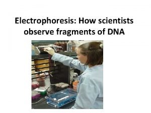 Electrophoresis How scientists observe fragments of DNA Electrophoresis