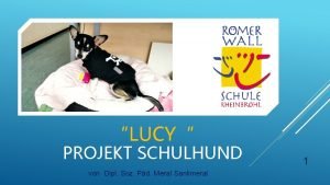 LUCY PROJEKT SCHULHUND von Dipl Soz Pd Meral