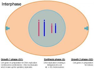 Interphase Growth 1 phase G 1 Synthesis phase