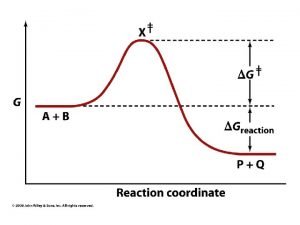 Pyruvate to lactate
