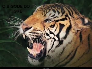 Bigode de tigre