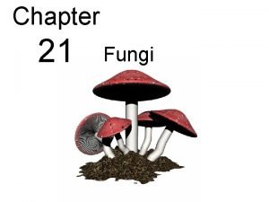 Fungi structure and function