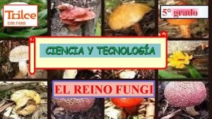 Generalidades del reino fungi