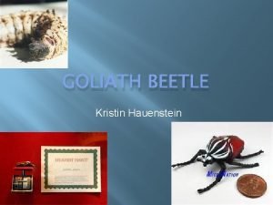 What do goliath beetles eat