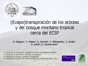 Evapotranspiracin de los arboles y del bosque montano