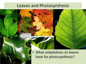 Adaptation of leaves for photosynthesis